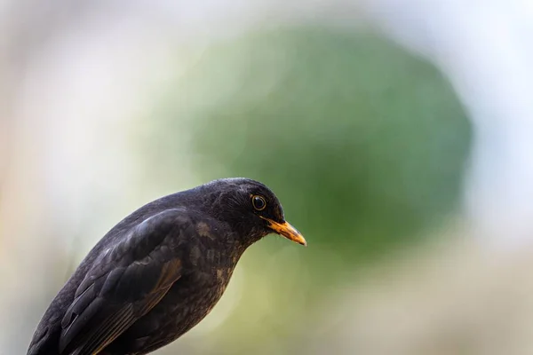 Євразійський Чорний Птах Розмитому Тлі — стокове фото