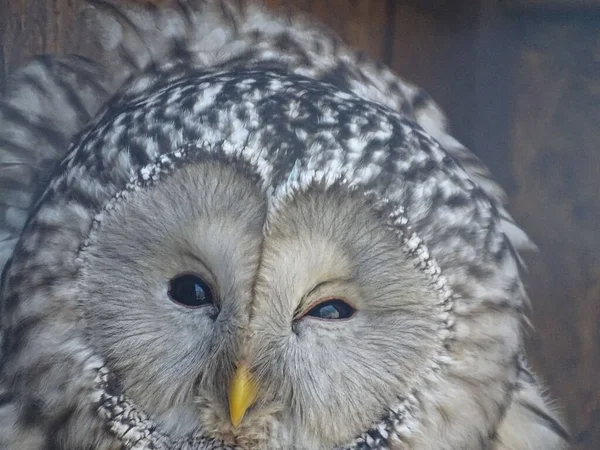 ぼやけた背景にかわいいウラルフクロウのクローズアップ — ストック写真