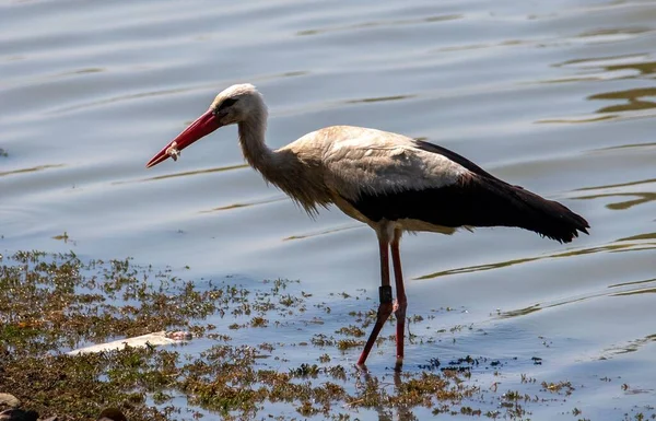 Ciconia Ciconia Fågel Vid Stranden Stork — Stockfoto