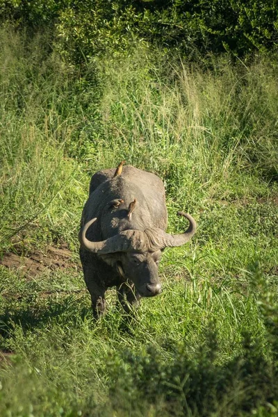 Beautiful Shot Wild Big Black African Buffalo Grazing Green Fresh — Stock Photo, Image