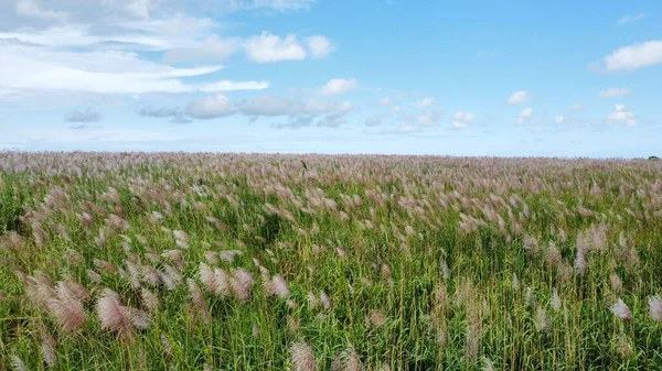 Ett Vackert Grönt Fält Molnig Blå Himmel — Stockfoto