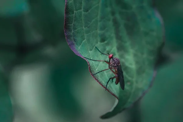 Primer Plano Mosquito Sobre Una Hoja Verde Sobre Fondo Borroso —  Fotos de Stock