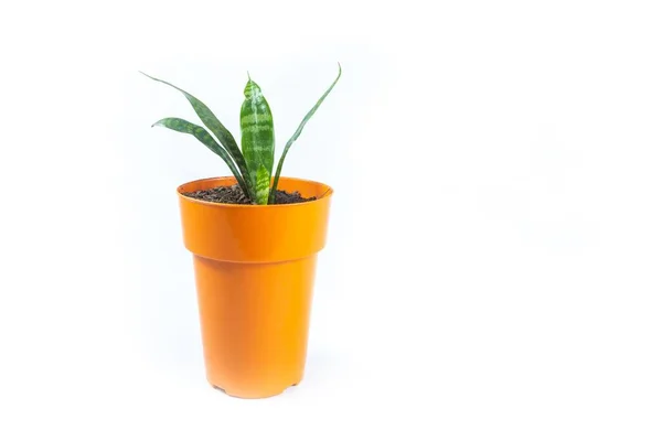 Uma Planta Vaso Isolada Fundo Branco Com Espaço Cópia — Fotografia de Stock