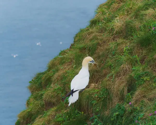 Deniz Kıyısındaki Güzel Bir Kuzey Sümsük Kuşunun Manzarası — Stok fotoğraf