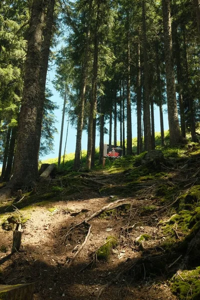 Nap Sugarai Átkelnek Fák Koronáin Őszi Erdőben — Stock Fotó