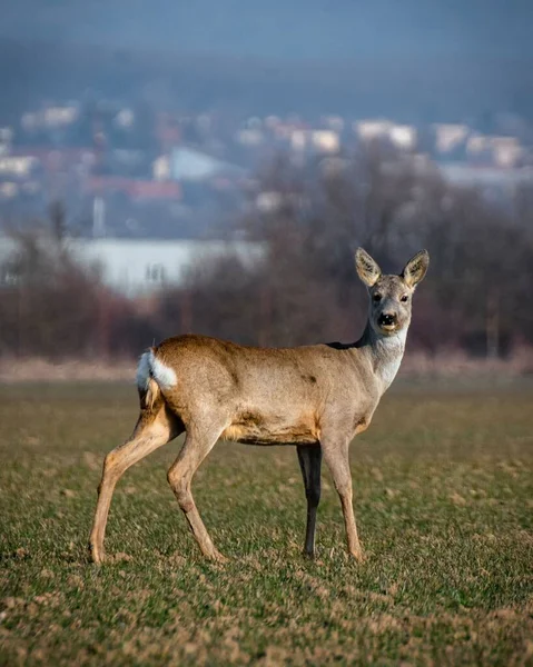 一只鹿站在田里 目光凝视着的垂直镜头 — 图库照片