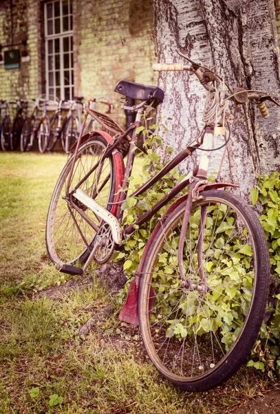 木に寄りかかる錆びた古い自転車 — ストック写真