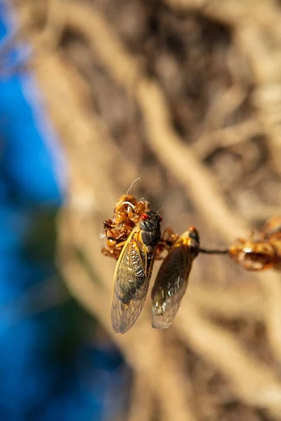 Eine Vertikale Nahaufnahme Von Zikaden Die Aus Ihren Schalen Auftauchen — Stockfoto
