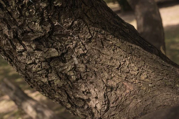 Primer Plano Corteza Árbol Áspera Parque — Foto de Stock