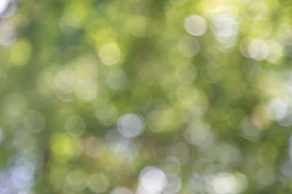 Lensflares Lumières Bokeh Floues Blanc Sur Vert Pour Webdesign Décors — Photo