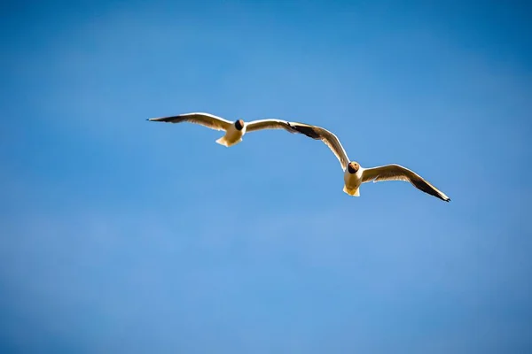 Due Gabbiano Volano Liberamente Nell Aria Uno Accanto All Altro — Foto Stock