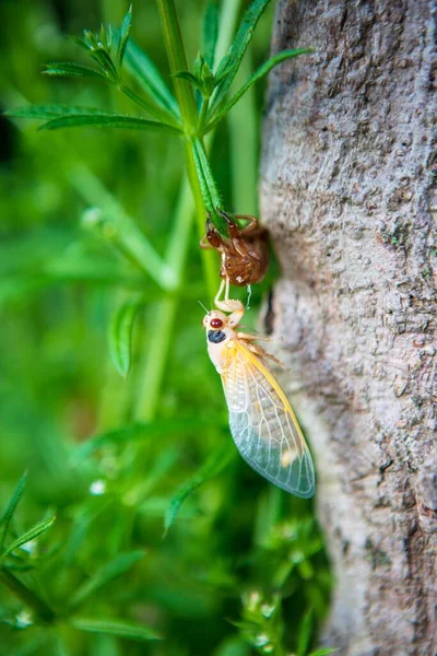 Plan Macro Vertical Une Adorable Cigale Émergeant Coquille — Photo