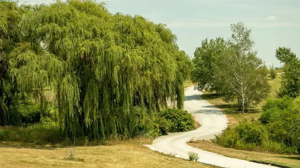 Scenic View Pathway Green Willow Tree Park — Stock Photo, Image