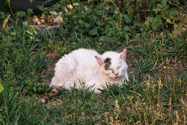 White Cat Little Black Spot Laying Grass Eyes Closed — Stock Photo, Image