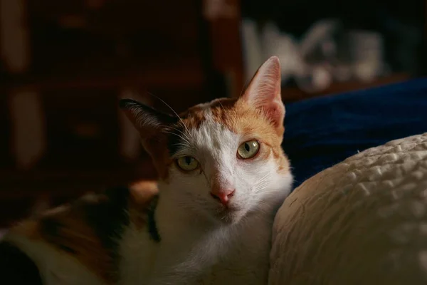 Schattig Calico Huisdier Kat Liggend Een Warme Gezellige Slaapkamer Tonen — Stockfoto