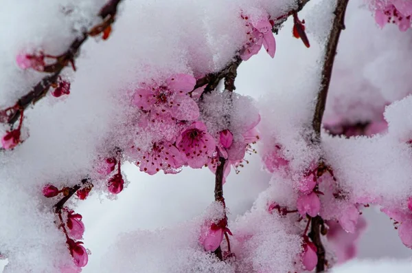 Primer Plano Flores Cerezo Rosas Japonesas Cubiertas Nieve — Foto de Stock