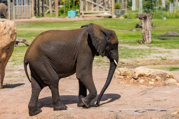 Éléphant Marche Sur Terrain Dans Zoo — Photo