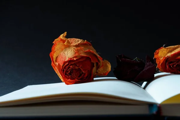 Detailní Záběr Suchých Oranžových Růží Prázdných Stránkách Otevřeného Zápisníku — Stock fotografie