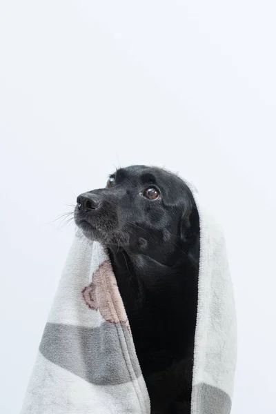 Een Zwarte Hond Met Een Deken Die Zichzelf Beschermt Tegen — Stockfoto