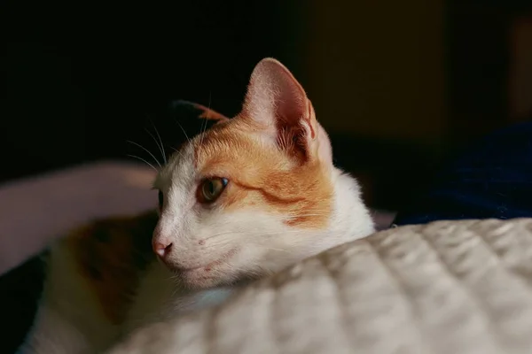 Cute Calico Pet Cat Lying Warm Cozy Bedroom Showing Relaxing — Stock Photo, Image