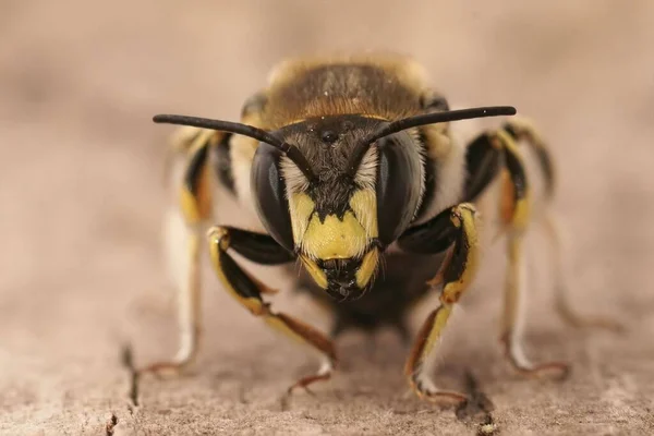 Ansiktsnära Närbild Man Från Medelhavet Florentine Woolcarder Bee Anthidium Florentinum — Stockfoto