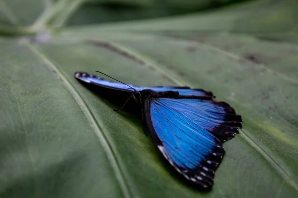 Närbild Blå Och Svart Morpho Fjäril Sitter Ett Grönt Blad — Stockfoto