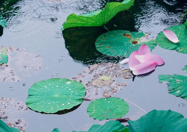 Lotus Kronblad Floden Vid Midsommar — Stockfoto