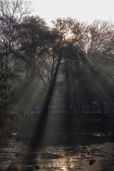 Niebla Otoñal Bosque Místico Ensueño Por Mañana — Foto de Stock