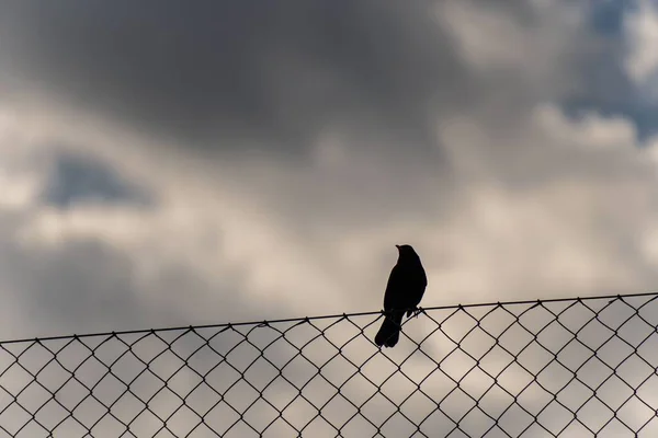 Uma Visão Pássaro Uma Cerca Contra Céu Nublado — Fotografia de Stock