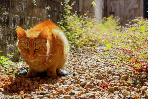 Rödhårig Katt Som Sitter Ute Solig Dag — Stockfoto