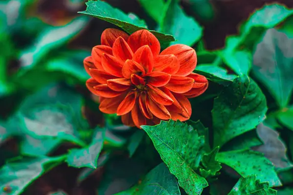Vacker Närbild Röd Dahlia Blomma — Stockfoto