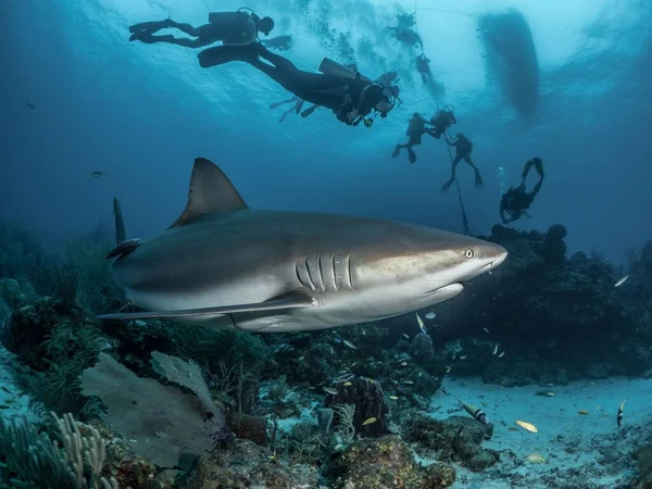 在水里拍了一张鲨鱼的特写照片 后面是潜水的人 — 图库照片