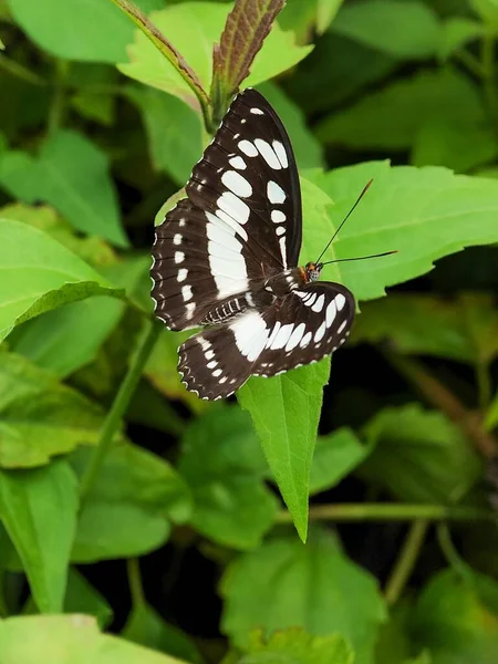 庭の葉の上の美しい黒と白のパターン蝶の閉鎖 — ストック写真