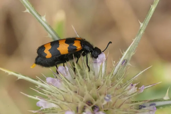 彩色地中海水泡甲虫Mylabris Variabilis甲虫在野外的详细特写 — 图库照片