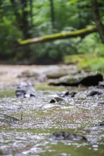 Primer Plano Río Con Piedras Árboles Verdes Exuberantes Fondo — Foto de Stock