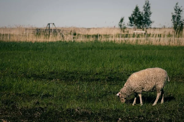 Вівці Пасуться Зеленому Полі Оулу Фінляндія — стокове фото