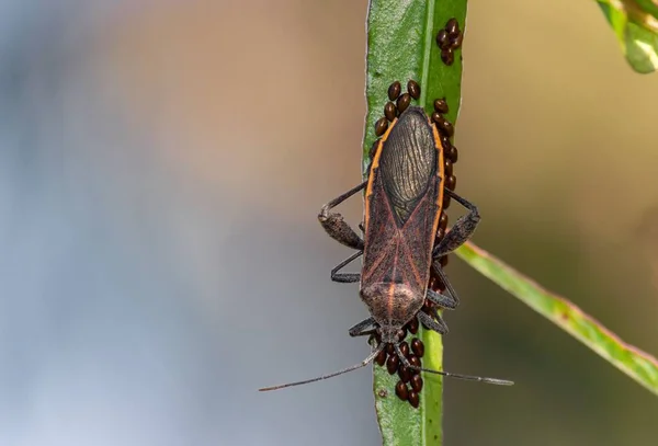 Macro Shot Beetle Barbel Green Leaf Blurred Background — Stock Photo, Image