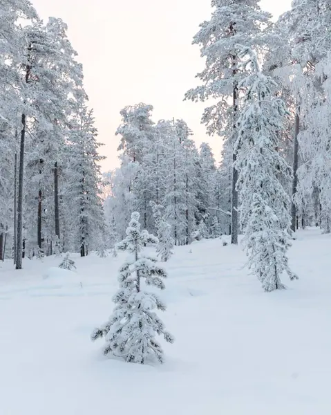 Magische Winter Het Bos Finland Lapland — Stockfoto