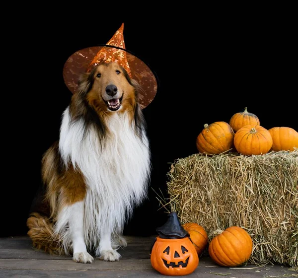 Collie Dog Dressed Halloween Witch Hat Decoration Pumpkins — Stock Photo, Image