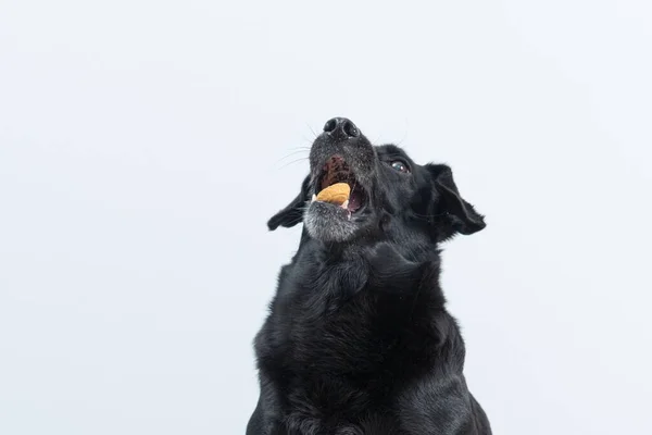 Ένα Πορτραίτο Ενός Μαύρου Σκύλου Απομονωμένου Λευκό Φόντο — Φωτογραφία Αρχείου