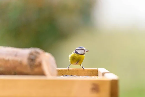 Lone Blue Tit Perching Wooden Surface Blurred Background — Stock fotografie