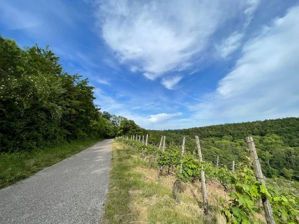 Het Uitzicht Weg Door Het Omheinde Veld Bomen Onder Blauwe — Stockfoto