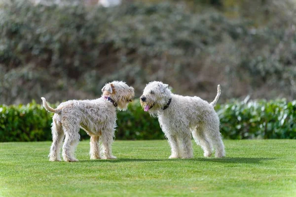 A shallow focus shot of two adorable furry Terrier dogs talking to each other on the grass