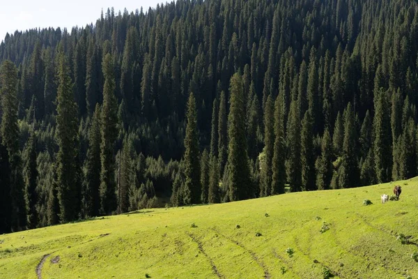 Grüne Wiese Den Bergen Mit Einem Dichten Kiefernwald Hintergrund — Stockfoto