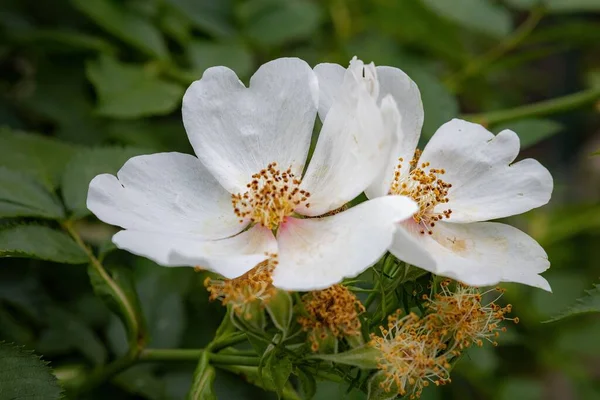 Primo Piano Bellissimi Fiori Rosa Canina Bianca Giardino — Foto Stock