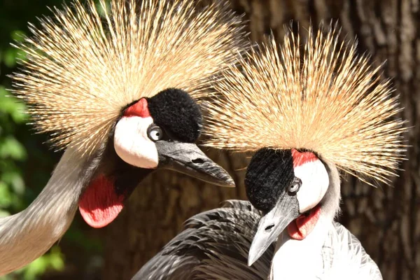 Closeup Two Grey Crowned Cranes Balearica Regulorum Close Each Other — Stock Photo, Image