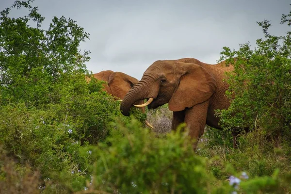 Elefante Mangia Erba Con Tronco Piedi Tra Cespugli — Foto Stock