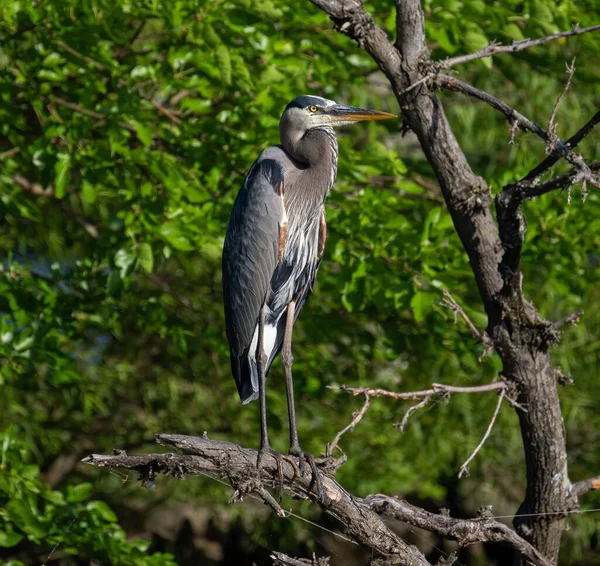Gri balıkçıl balığının yakın planda çekilmiş bir fotoğrafı. Arka planda yaprakları olan bir dalda omuz silkmiş kanatları var.