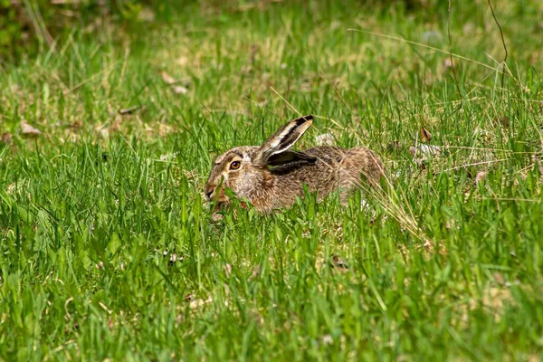 Adorable Furry Rabbit Resting Green Grass — Stock Photo, Image