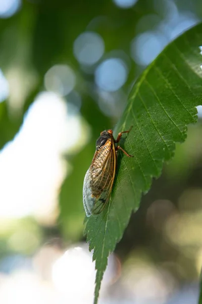 Plan Vertical Grande Couvée Est Dans Nature — Photo